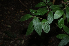 Claoxylon australe
