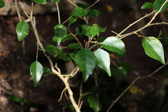 Excoecaria dallachyana