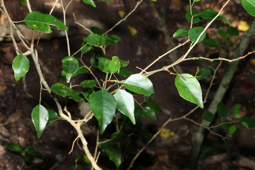 Excoecaria dallachyana, photograph 1