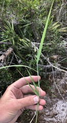 Melinis repens image