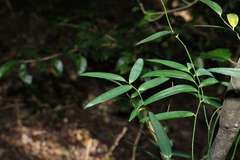 Geitonoplesium cymosum