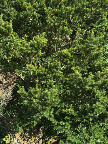 Japanese yew
