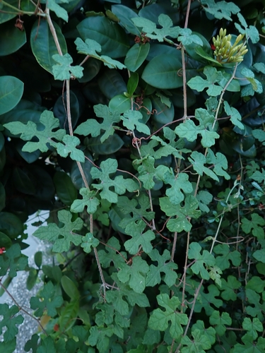 Vitis ficifolia