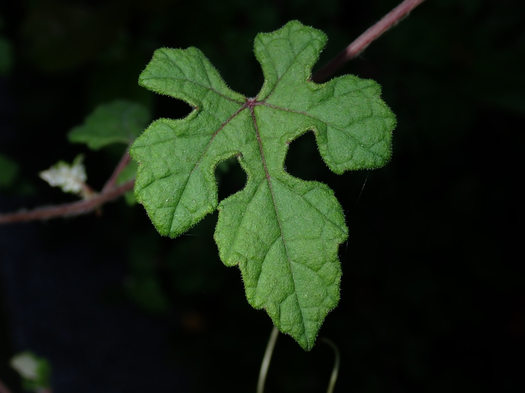 Vitis ficifolia; photograph (c) chiuluan, some rights reserved (CC BY)
