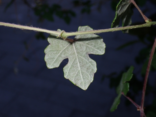 Vitis ficifolia, photograph 2