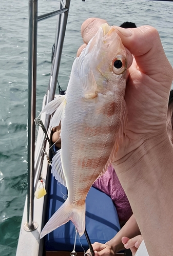 Nemipterus observed 2026-09-18