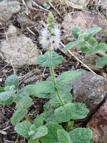 Apple Mint