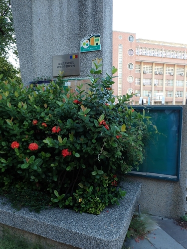 Vitis ficifolia, photograph 3