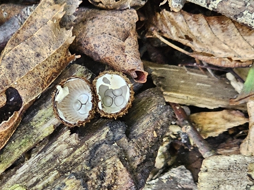 fluted bird's nest fungus