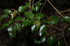 Gossia bidwillii