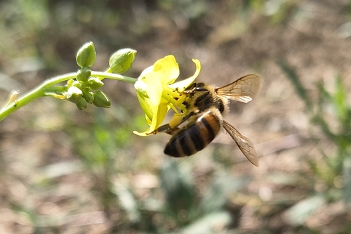 Western Honey Bee