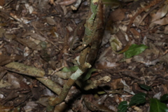 Gossia bidwillii, photograph (c) Greg Tasney, some rights reserved (CC BY-SA)