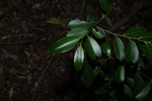 Diospyros australis