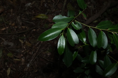 Diospyros australis