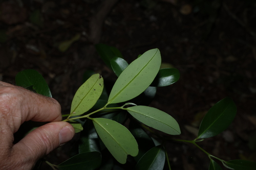 Diospyros australis, photograph 1