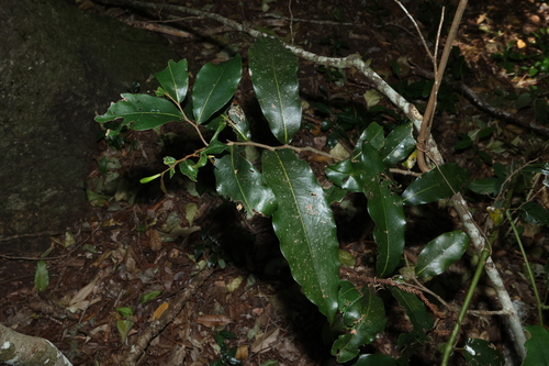 Uvaria leichhardtii, photograph 1