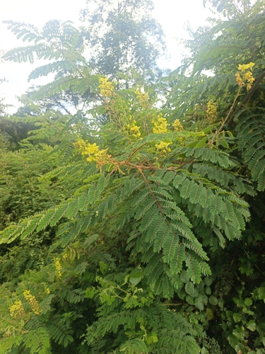 Biancaea decapetala observed 2026-09-18