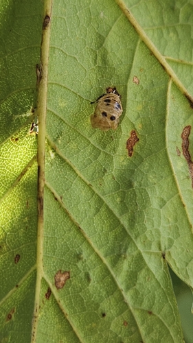 Asian Lady Beetle