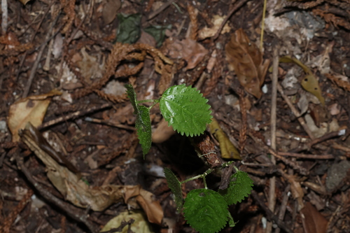 Dendrocnide photiniphylla