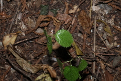 Dendrocnide photiniphylla
