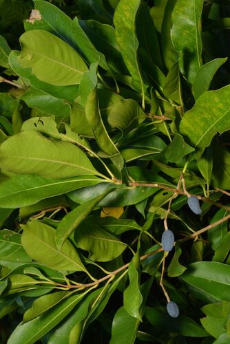 Chionanthus ramiflorus observed 2026-09-18