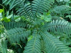 Pteris podophylla