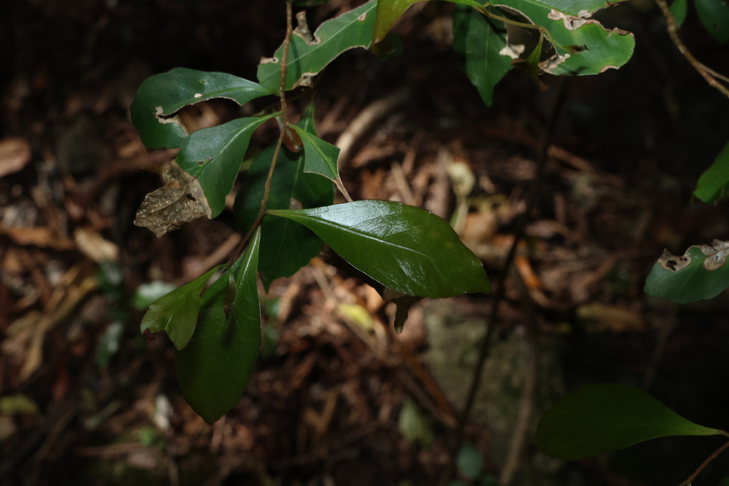 Elaeocarpus obovatus; photograph (c) Greg Tasney, some rights reserved (CC BY-SA)
