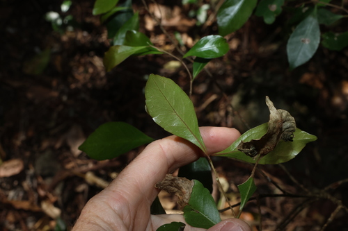 Elaeocarpus obovatus, photograph 1
