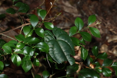 Dioscorea transversa