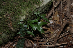 Arthropteris tenella