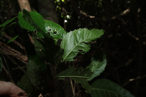 Paratrophis pendulina, photograph 1