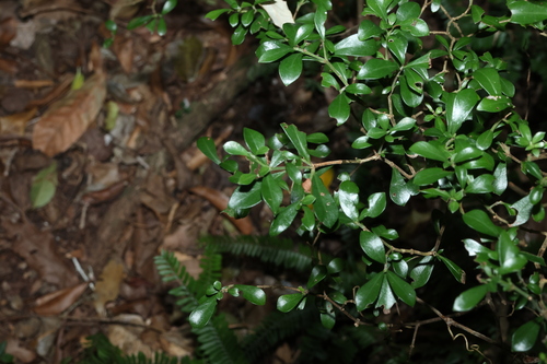 Psychotria daphnoides, photograph 1