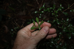 Psychotria daphnoides