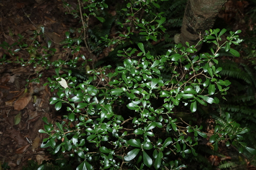 Psychotria daphnoides, photograph 2
