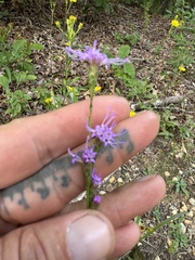 Liatris pilosa, photograph (c) Jason K., some rights reserved (CC BY)