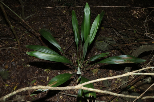 Cordyline petiolaris