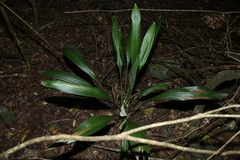 Cordyline petiolaris