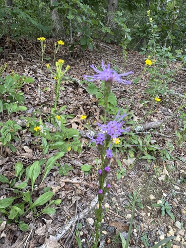 Liatris pilosa, photograph 6