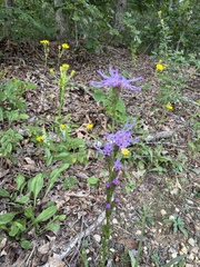 Liatris pilosa, photograph (c) Jason K., some rights reserved (CC BY)