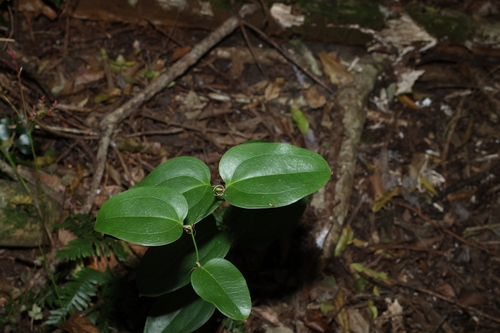Smilax australis