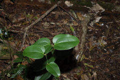 Smilax australis