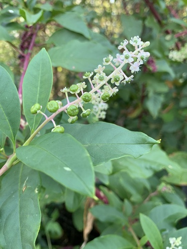 American pokeweed