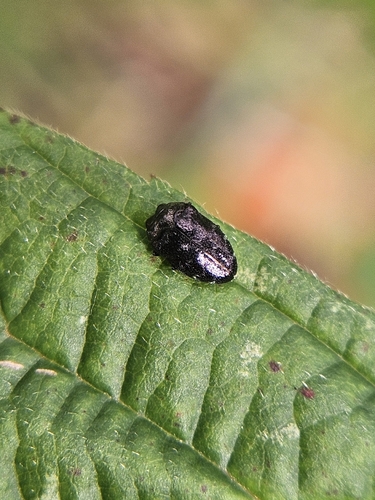 Trachys minutus