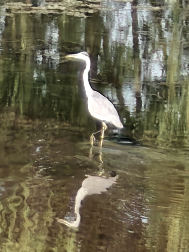 Grey Heron