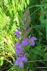 Dactylorhiza elata