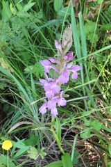 Dactylorhiza elata
