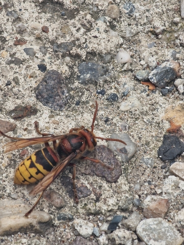 European Hornet