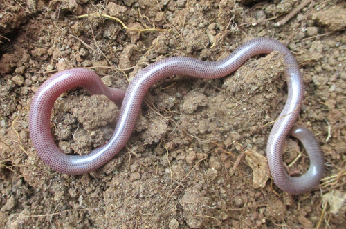 Delalande's Beaked Blind Snake
