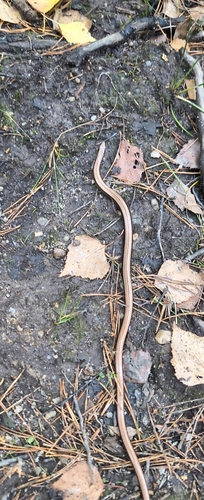 Common Slowworm