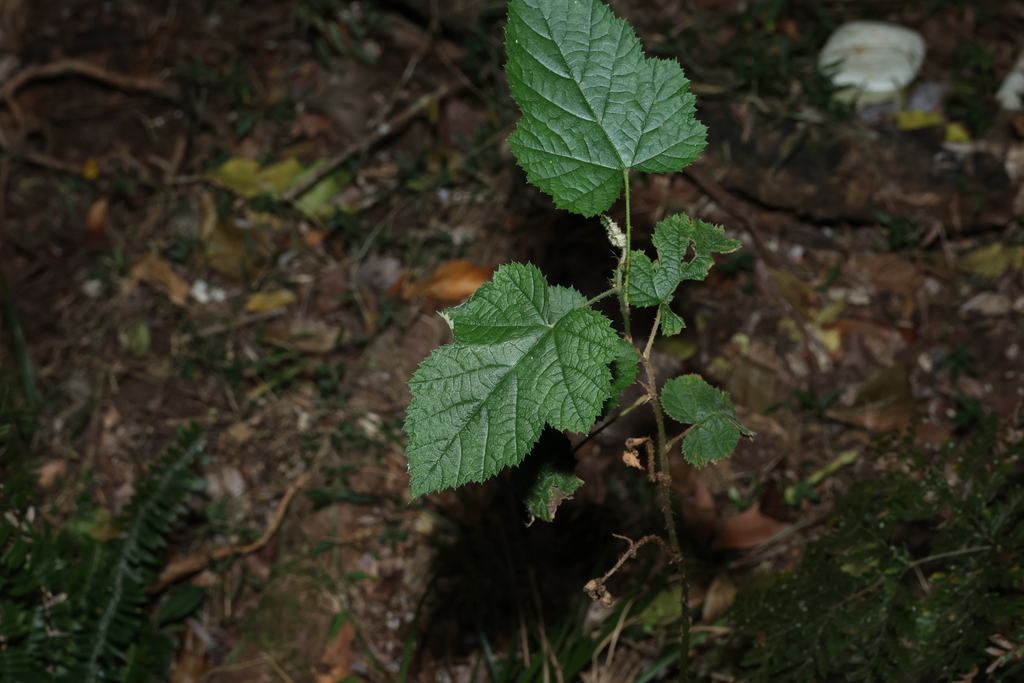Rubus moluccanus; photograph (c) Greg Tasney, some rights reserved (CC BY-SA)
